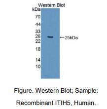 https://msimg.bioon.com/bionline/goods-no-pic.png