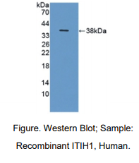 人中间α-球蛋白抑制因子H1(ITIH1)多克隆抗体