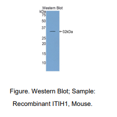 小鼠中间α-球蛋白抑制因子H1(ITIH1)多克隆抗体
