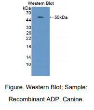 https://msimg.bioon.com/bionline/goods-no-pic.png