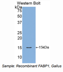 鸡脂肪酸结合蛋白1(FABP1)多克隆抗体