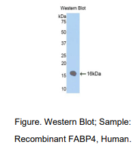 人脂肪酸结合蛋白 4(FABP4)多克隆抗体