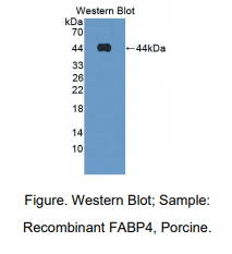 猪脂肪酸结合蛋白 4(FABP4)多克隆抗体