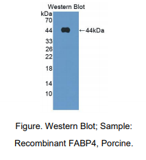 https://msimg.bioon.com/bionline/goods-no-pic.png