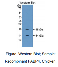 鸡脂肪酸结合蛋白 4(FABP4)多克隆抗体