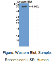 https://msimg.bioon.com/bionline/goods-no-pic.png