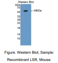 https://msimg.bioon.com/bionline/goods-no-pic.png