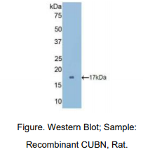 大鼠肘臀蛋白(CUBN)多克隆抗体