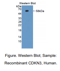 人周期素依赖性激酶抑制因子3(CDKN3)多克隆抗体