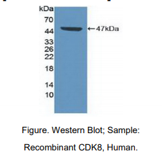 人周期素依赖性激酶8(CDK8)多克隆抗体