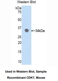 小鼠周期素依赖性激酶7(CDK7)多克隆抗体