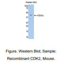 小鼠周期素依赖性激酶2(CDK2)多克隆抗体