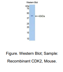 https://msimg.bioon.com/bionline/goods-no-pic.png