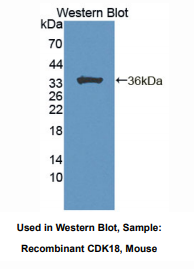 小鼠周期素依赖性激酶18(CDK18)多克隆抗体