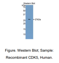 人周期素依赖性激酶5(CDK5)多克隆抗体