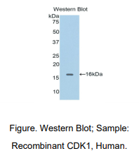 人模周期素依赖性激酶1(CDK1)多克隆抗体