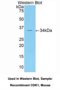 小鼠模周期素依赖性激酶1(CDK1)多克隆抗体