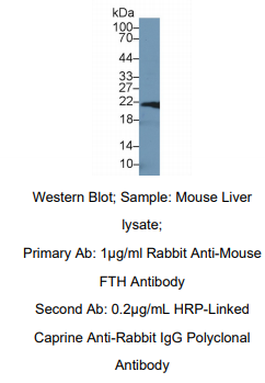 小鼠重肽铁蛋白(FTH)多克隆抗体
