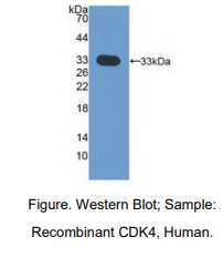 人周期素依赖性激酶4(CDK4)多克隆抗体