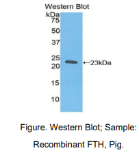 猪重肽铁蛋白(FTH)多克隆抗体