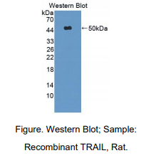 https://msimg.bioon.com/bionline/goods-no-pic.png