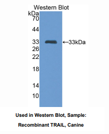 https://msimg.bioon.com/bionline/goods-no-pic.png