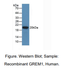 人Gremlin 1蛋白(GREM1)多克隆抗体