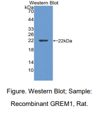 大鼠Gremlin 1蛋白(GREM1)多克隆抗体