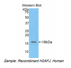 人H2A组蛋白家族成员J(H2AFJ)多克隆抗体