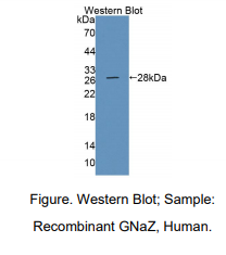 人G蛋白αZ(GNaZ)多克隆抗体