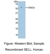 大鼠L选择素(SELL)多克隆抗体