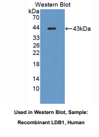 人LIM域结合蛋白1(LDB1)多克隆抗体