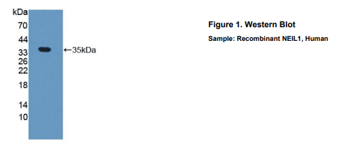 人Nei内切核酸酶Ⅷ样蛋白1(NEIL1)多克隆抗体