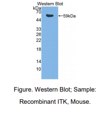 小鼠IL2诱导T-细胞激酶(ITK)多克隆抗体