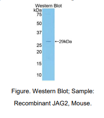 小鼠Jagged 2蛋白(JAG2)多克隆抗体