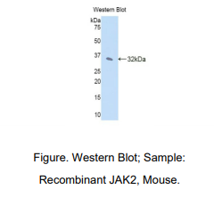 https://msimg.bioon.com/bionline/goods-no-pic.png