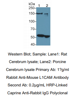 小鼠L1-细胞粘附分子(L1CAM)多克隆抗体