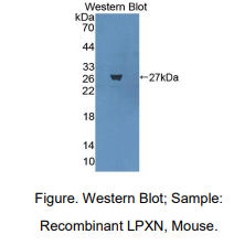 小鼠Leupaxin蛋白(LPXN)多克隆抗体