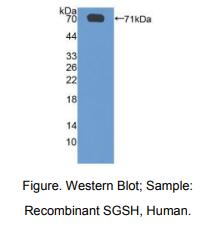 人N-磺氨基葡糖磺基氢化酶(SGSH)多克隆抗体