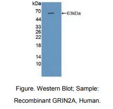 人N-甲基-D-天氡氨酸离子能谷氨酸受体2A(GRIN2A)多克隆抗体
