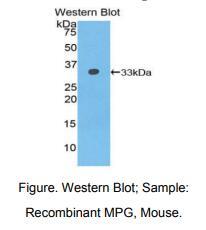 小鼠N-甲基嘌呤DNA糖基化酶(MPG)多克隆抗体
