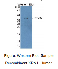 人5'-3'外切核糖核酸酶1(XRN1)多克隆抗体