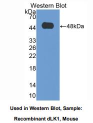 小鼠δ样蛋白1同源物(dLK1)多克隆抗体