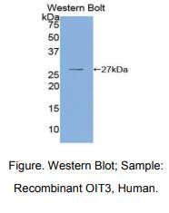 人癌蛋白诱导转录物3(OIT3)多克隆抗体