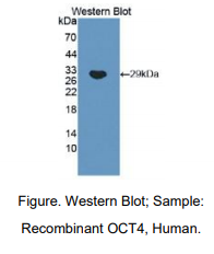 https://msimg.bioon.com/bionline/goods-no-pic.png