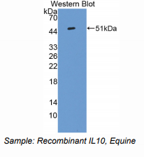 马白介素10(IL10)多克隆抗体