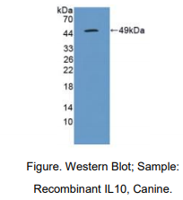 犬白介素10(IL10)多克隆抗体