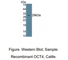 牛八聚体结合转录因子4(OCT4)多克隆抗体