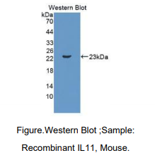 小鼠白介素11(IL11)多克隆抗体