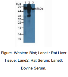 https://msimg.bioon.com/bionline/goods-no-pic.png